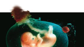 Lidské embryo v plodových obalech, osmý týden vývoje