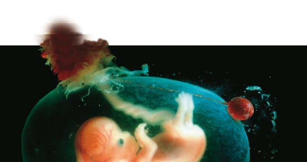 Lidské embryo v plodových obalech, osmý týden vývoje
