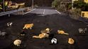 Série Volcano vznikla během erupce sopky Cumbre Vieja na kanárském ostrově La Palma v roce 2021. Série Volcano vznikla během erupce sopky Cumbre Vieja na kanárském ostrově La Palma v roce 2021.