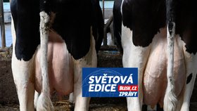 Krmivo proti metanu: Ušetřené kraví pšouky můžou farmářům vydělat peníze