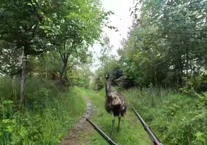 Pštros turistku nejdříve honil kolem stolu a pak pronásledoval po cestě z Velké Čantoryje. Zahnat ho paní Marii pomáhal pes a trekové hole.