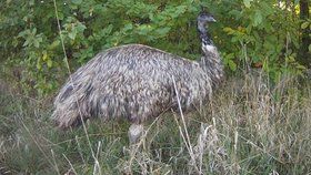 Brněnští strážníci zavřeli do ohrady ptáka emu, který týden prchal svému majiteli.