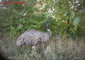 Brněnští strážníci zavřeli do ohrady ptáka emu, který týden prchal svému majiteli.