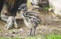Mláďata emu hnědého jsou roztomile pruhovaná