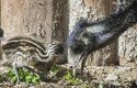 Samec emu hnědého učí mláďata hledat potravu