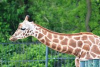 Žirafímu samci jde o život: Pro zoo je nadbytečný, skončí jako krmivo?