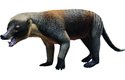 Eoconodon Coryphaeus žil 680 000 let po katastrofě