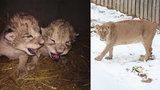 Zoo se brání: Za smrt lvíčat nemůžeme. Po krmení z flašky by je matka zavrhla