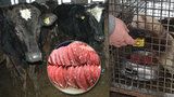 Epicentrum: Proč někteří výrobci masa týrají hospodářská zvířata?