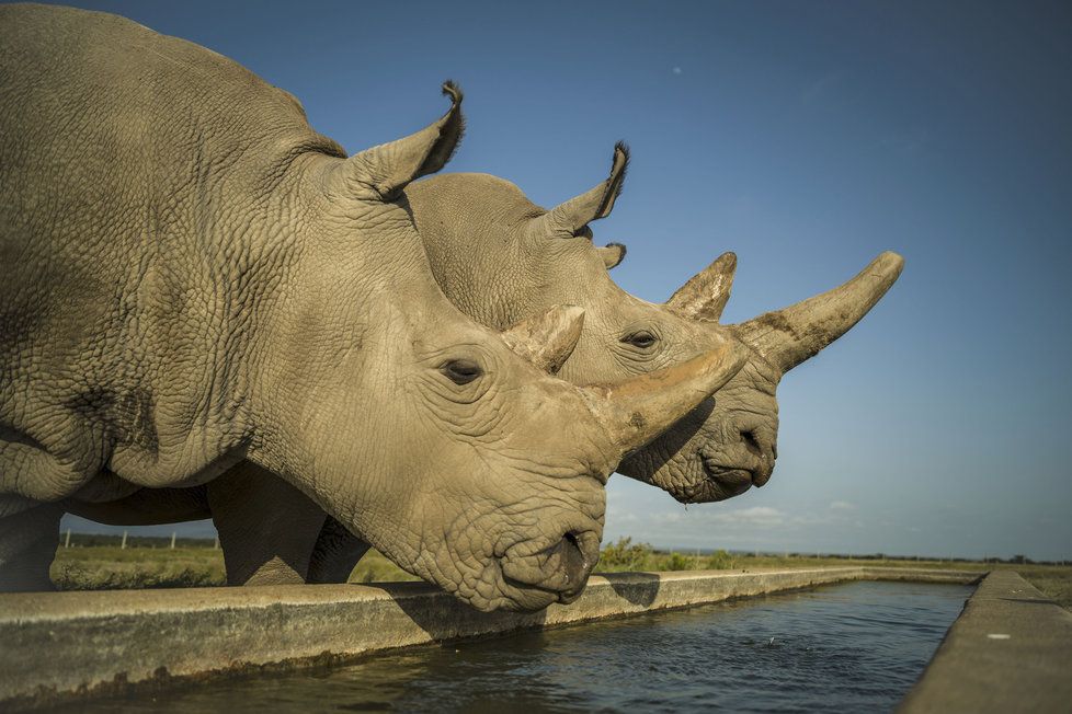Samice Fatu a Nájin, poslední dva žijící jedinci nosorožce bílého severního, v keňské rezervaci Ol Pejeta.