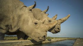 Nelegální obchod s nosorožčími rohy? Vietnamec dostal podmínku, soud žádá další posudek