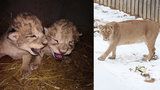 Epicentrum: Tragédie v liberecké zoo. Proč uhynula dvě lvíčata?