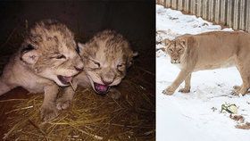 Ředitel ZOO Liberec: Úhynu lvíčat nešlo zabránit, umělý odchov by neměl smysl