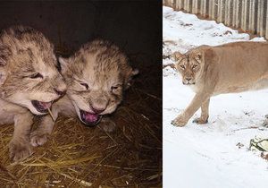 Ředitel ZOO Liberec: Úhynu lvíčat nešlo zabránit, umělý odchov by neměl smysl