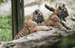 Křest dvou mláďat tygrů ussurijských která se narodila letos na konci května se uskutečnil 22. září ve zlínské zoologické zahradě.