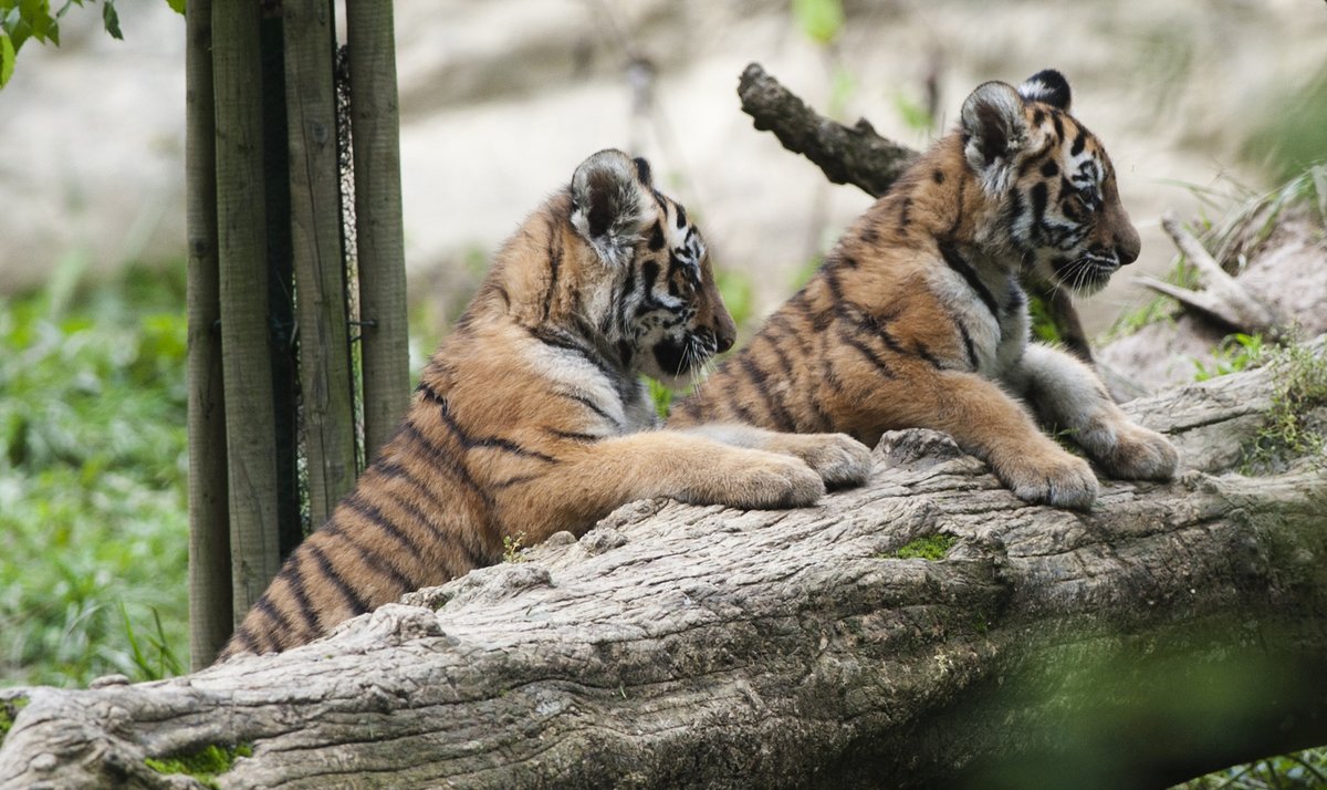 Křest dvou mláďat tygrů ussurijských která se narodila letos na konci května se uskutečnil 22. září ve zlínské zoologické zahradě.