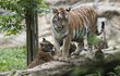 Křest dvou mláďat tygrů ussurijských která se narodila letos na konci května se uskutečnil 22. září ve zlínské zoologické zahradě. Na snímku je mládě s matkou.