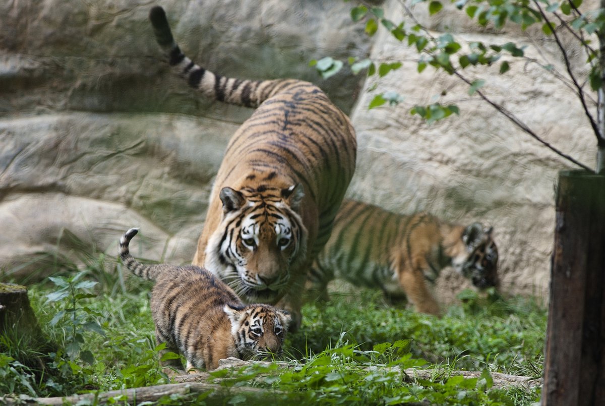 Křest dvou mláďat tygrů ussurijských která se narodila letos na konci května se uskutečnil 22. září ve zlínské zoologické zahradě. Na snímku jsou mláďata s matkou.