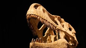 Kostru tyranosaura Prokopi prodal za 20 milionů Kč.
