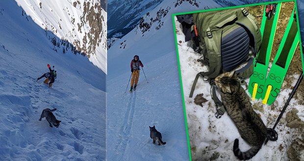 Zatoulané kotě se přidalo k horolezecké výpravě: Dva turisty následovalo až na vrchol třítisícovky!