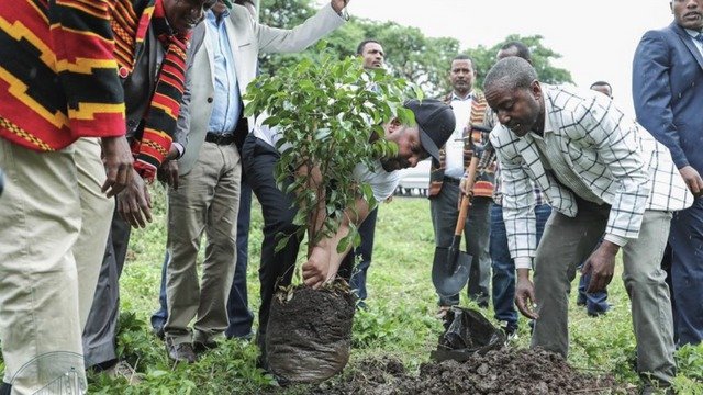 Etiopané za den vysadili 353 milionů stromů, je to světový rekord