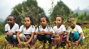 Etiopie: Světový rekord v sázení stromů