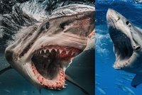 Tváří v tvář smrti: Fotograf zachytil, co vidí oběť žraloka vteřiny před útokem