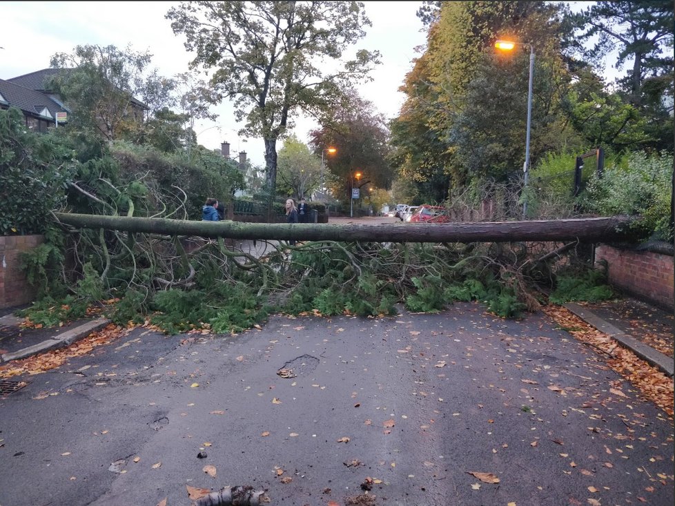 Na Windsor avenue dnes ráno spadl strom.