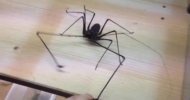 Pavoukovec útočí na svého majitele.