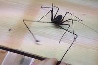 Pozor na pracky! Děsivý pavouk útočí na člověka klepety