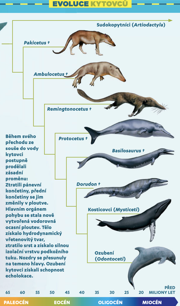 Evoluce pravěkých kytovců