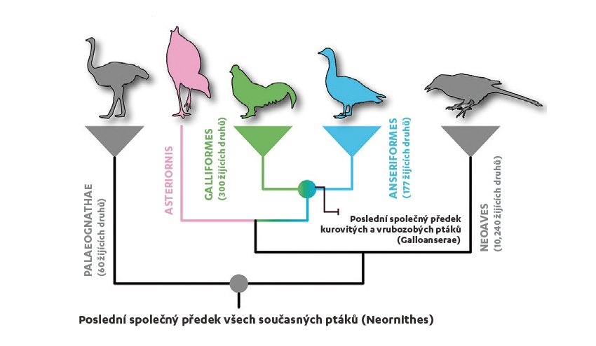 Evoluce ptáků: Jak se vyvíjeli od pravěku až k dnešnímu modernímu ptactvu