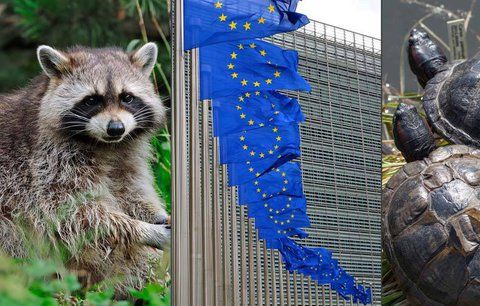 „Zlá EU zabíjí zvířátka?“ Mývalové ani želvy trpět nebudou, tvrdí ministerstvo