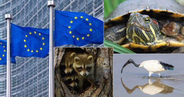 Mývalové, vrány i želvy zmizí. EU nařídila likvidaci, nepřežijí ani v zoo