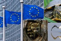 Mývalové, vrány i želvy zmizí. EU nařídila likvidaci, nepřežijí ani v zoo