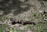 Nepolapitelný fekální fantom v akci: Bojíme se, že nám spadne výkal na hlavu