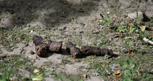 Exkrementů je tady stále dost