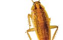 Mimořádně vysokou odolnost vůči radioaktivitě – až stonásobně vyšší než člověk – vykazují také švábi