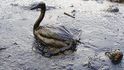Ropa pozabíjela statisíce zvířat, zejména ptáků.