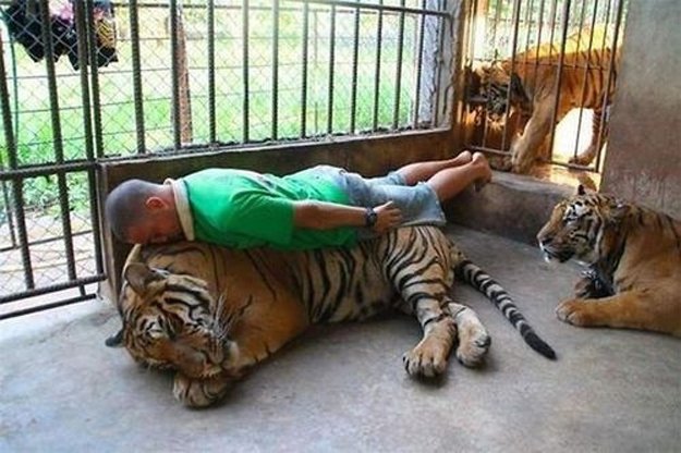 Planking na tygrovi je jen pro odvážné!