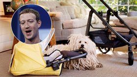 Šéf Facebooku Mark Zuckerberg a rodinná příprava na příchod dcery