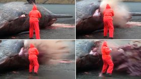 Biolog se snažil pitvat tělo velryby.