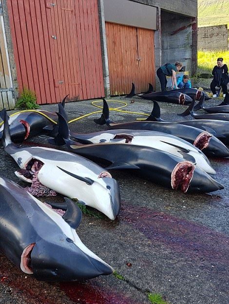 K zabíjení velryb stále dochází po celém světě