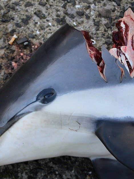 Masakr velryb na Faerských ostrovech
