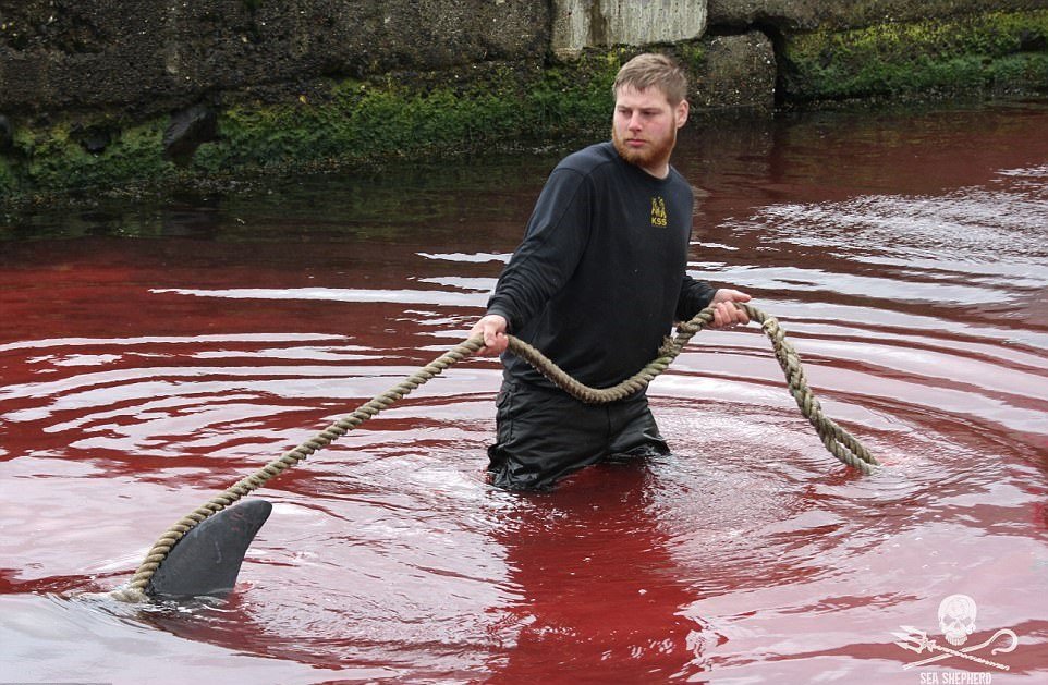 K zabíjení velryb stále dochází po celém světě
