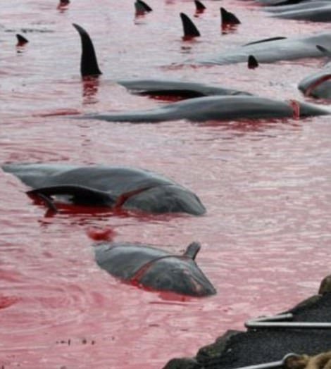 Masakr velryb na Faerských ostrovech