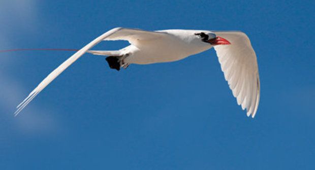 Zázračná ptačí křídla: Co z nich vyčetli vědci