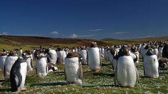 Namíříme na vás tučňáky, ne rakety, smějí se obyvatelé Falkland argentinské prezidentce