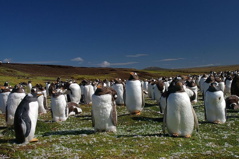 Tučňákům na Falklandách nastanou kvůli brexitu krušné chvíle.