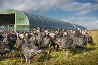 Na maďarské farmě se objevila ptačí chřipka: Zabijí kvůli tomu 9 tisíc krůt